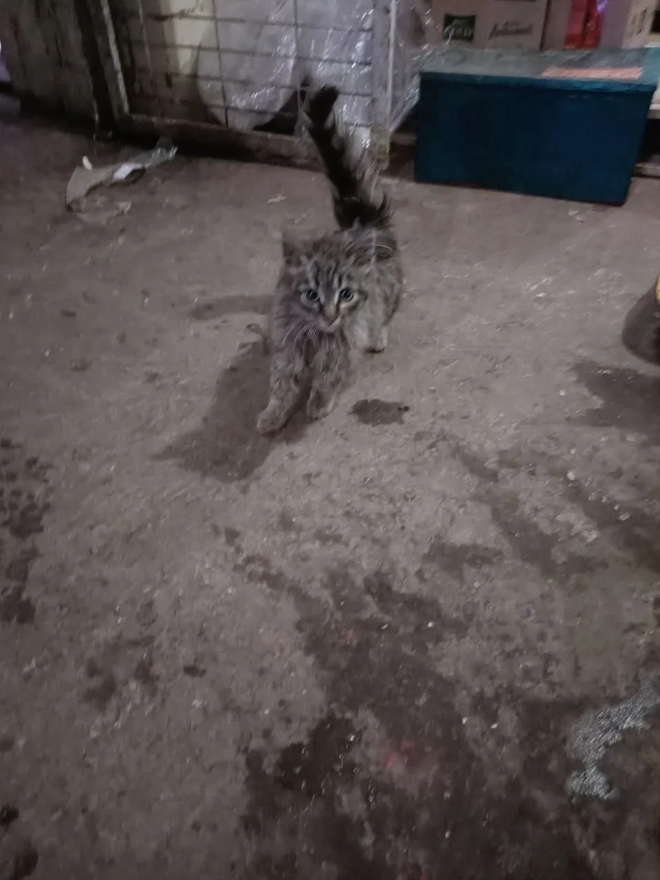 Найдена кошка в Клине — фото питомца