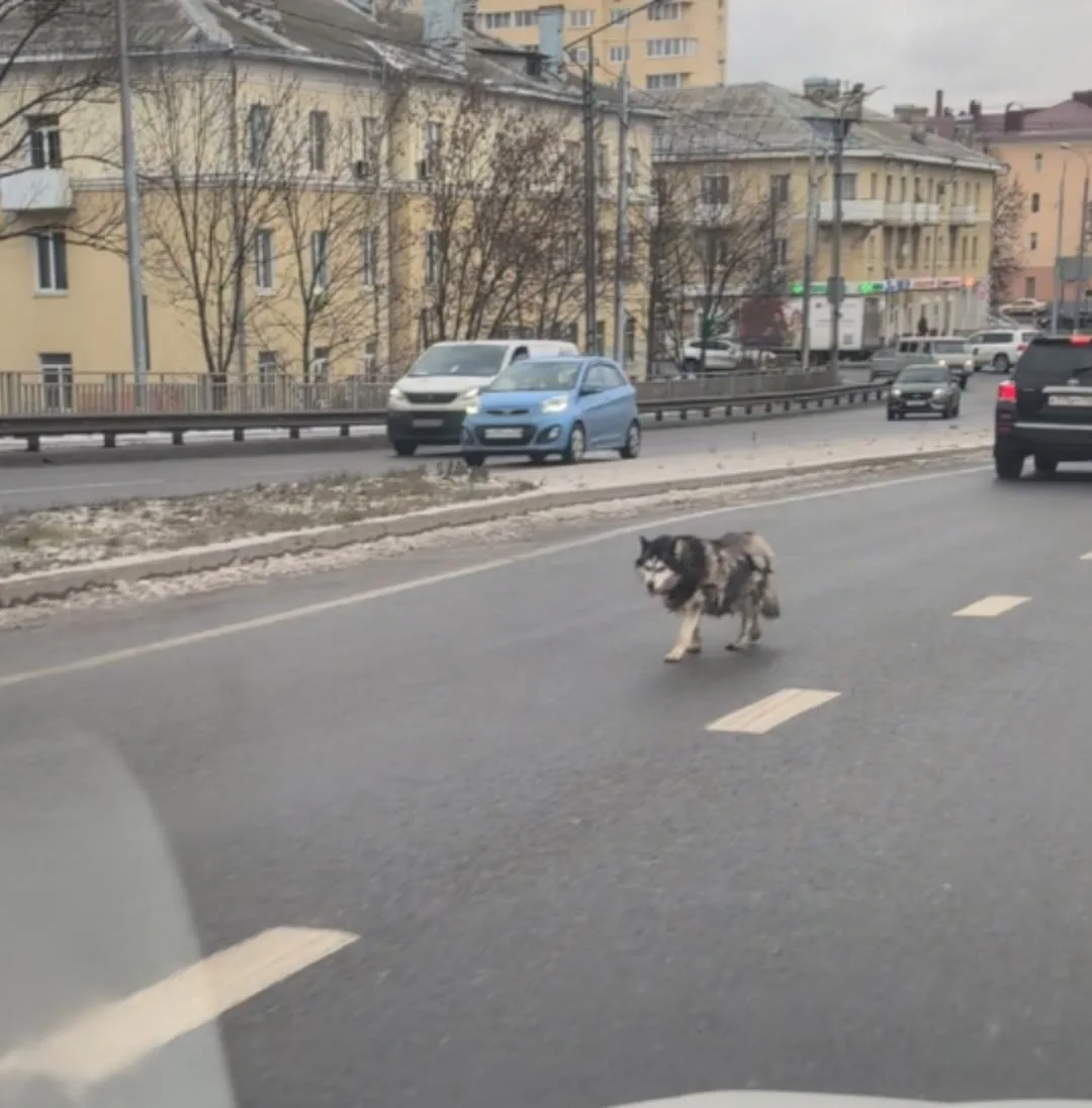 Пропала собака в Клине — фото питомца