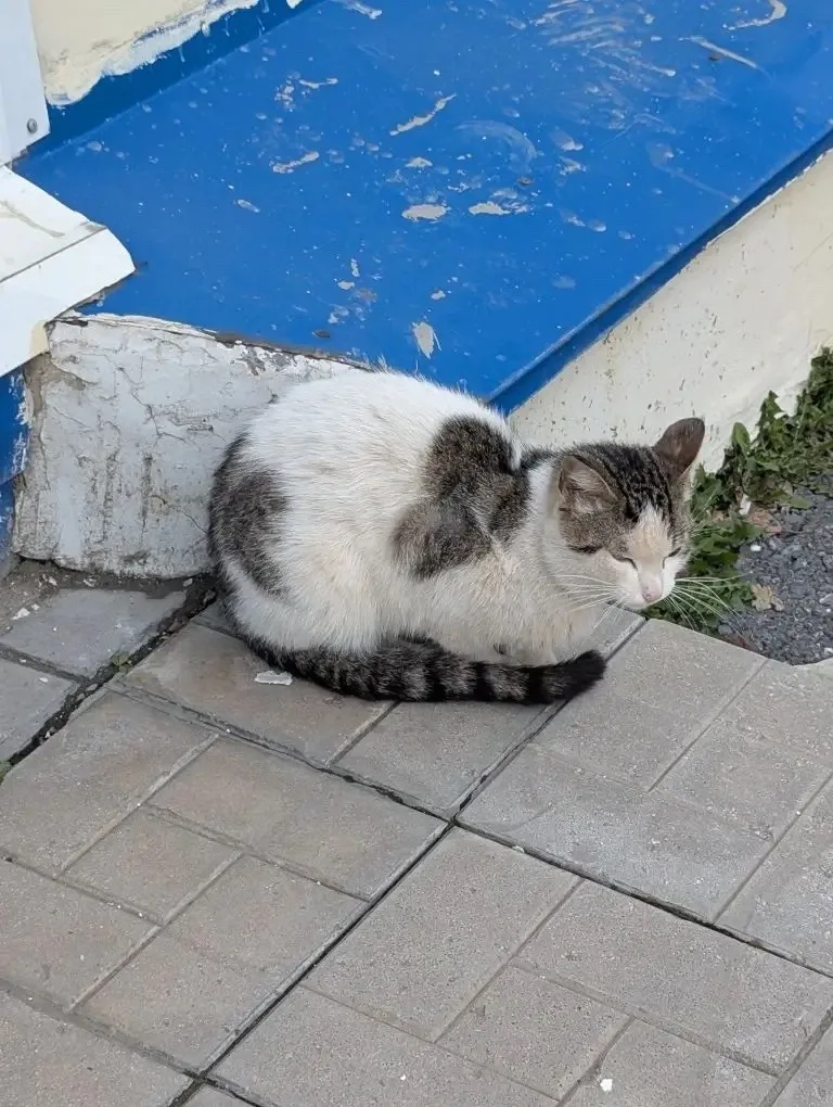 Пропала кошка в Златоусте — фото питомца