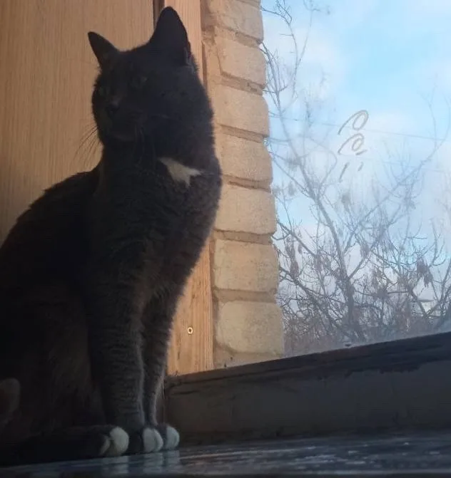 Найдена кошка в Жуковском — фото питомца