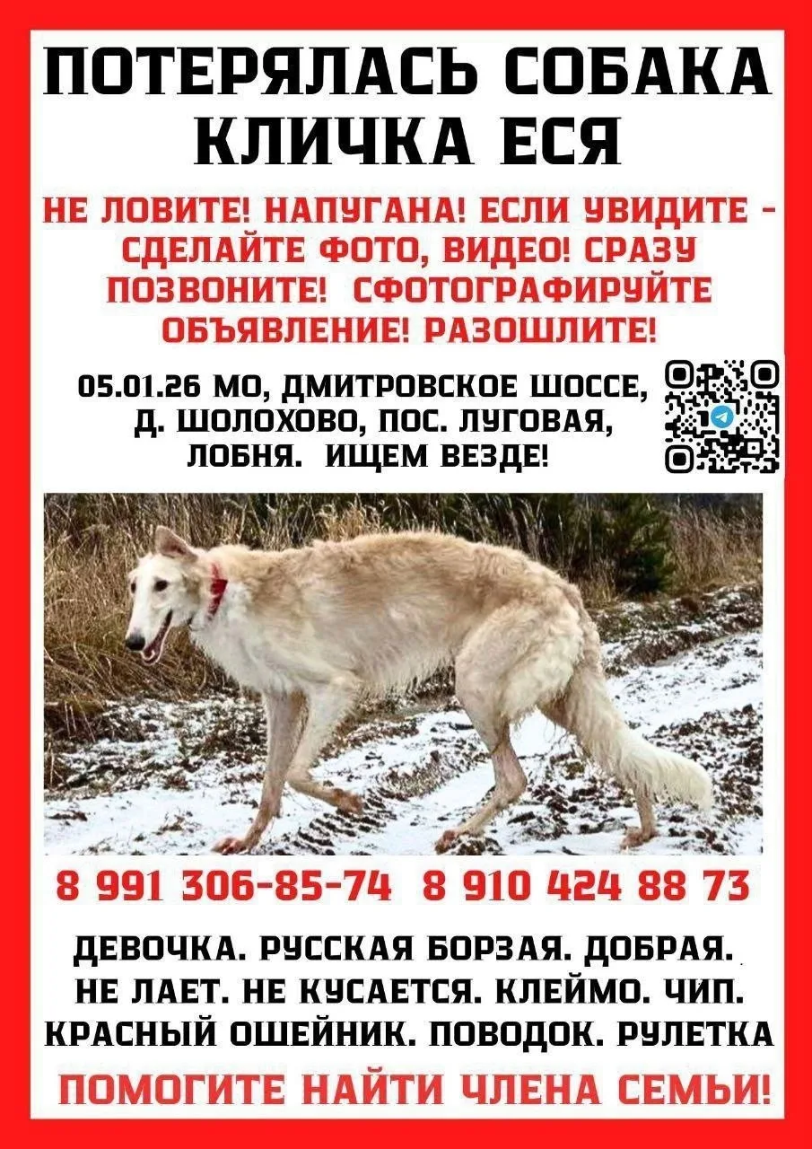 Пропала собака в Лобне — фото питомца