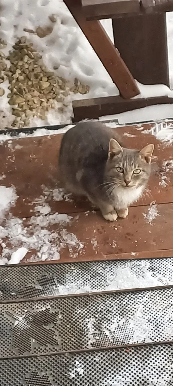 Пропала кошка в Чехове — фото питомца