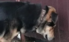 Пропала собака в Ногинске — фото питомца