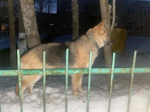 Пропала собака в Егорьевске — фото питомца