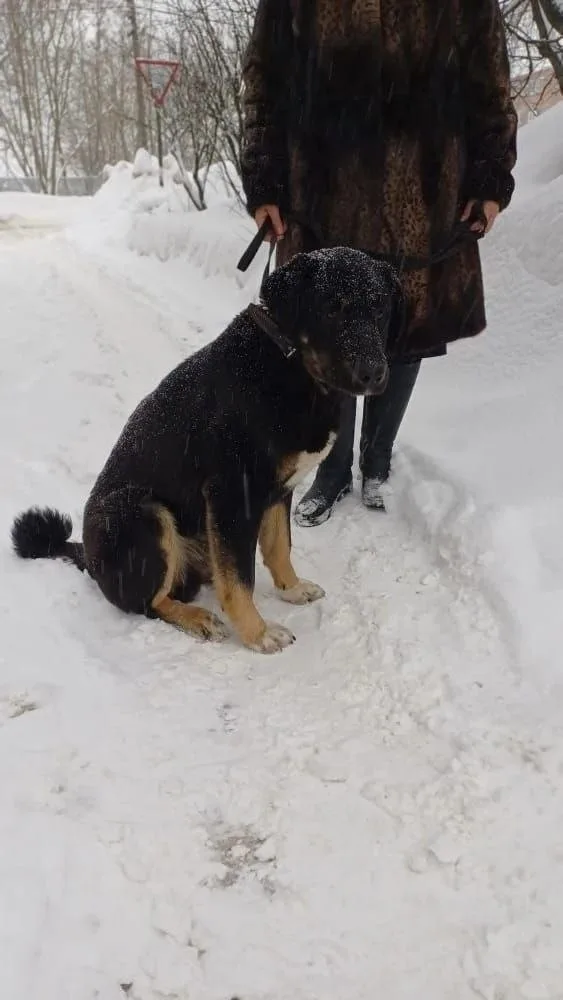 Найдена собака в Ступине — фото питомца