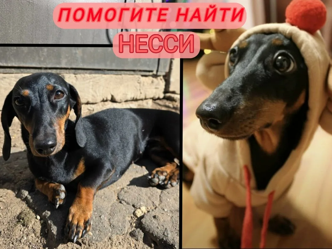 Найдена собака в Солнечногорске — фото питомца