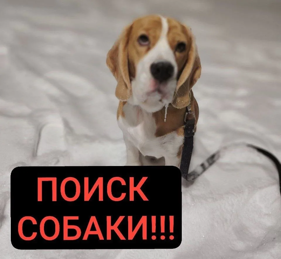 Пропала собака в Жуковском — фото питомца