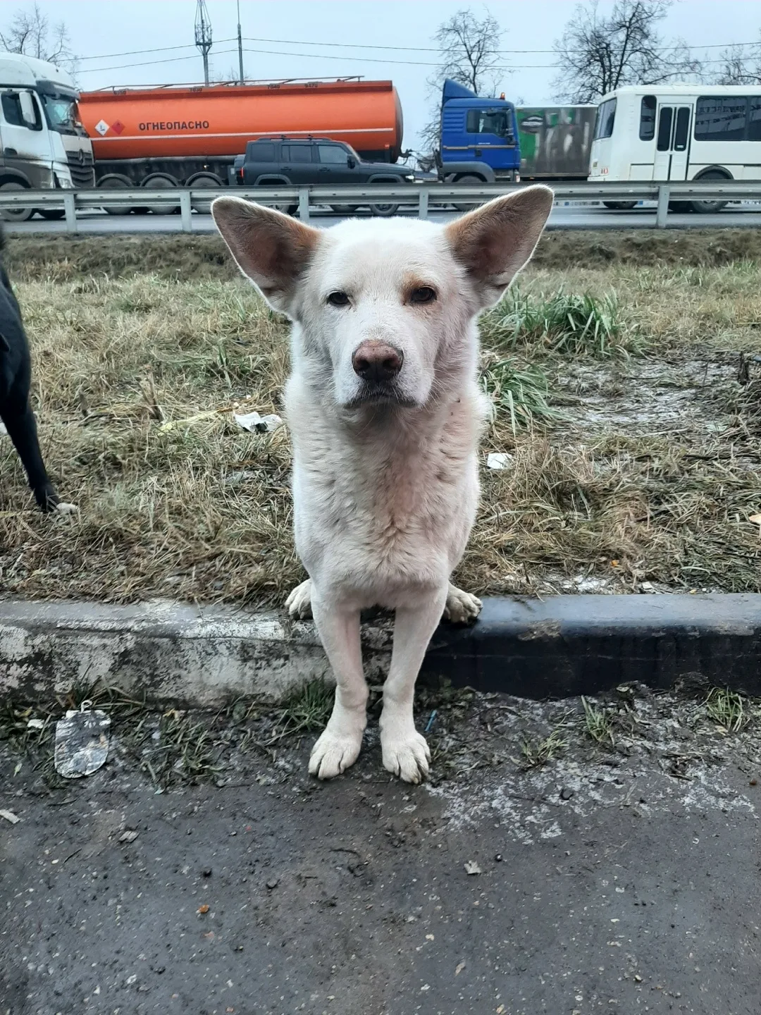 Пропала собака в Солнечногорске — фото питомца