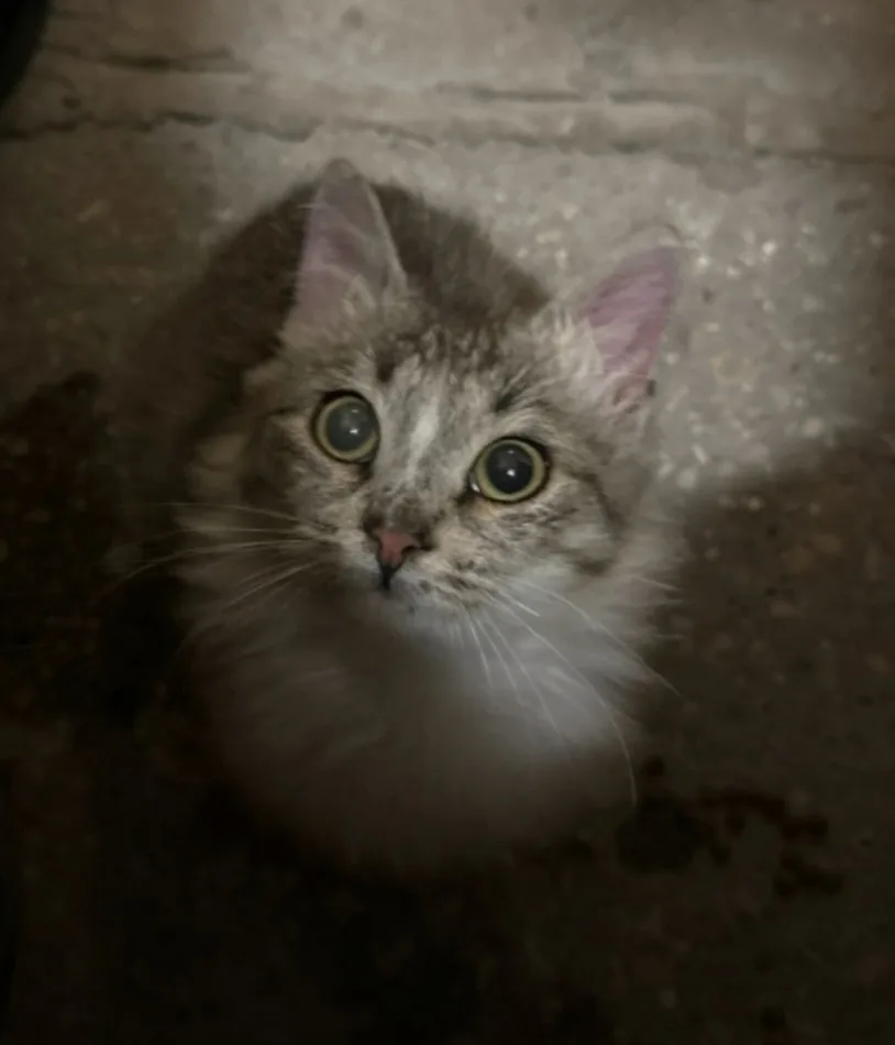 Найдена кошка в Чехове — фото питомца