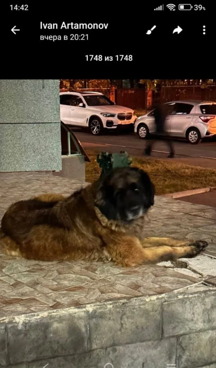 Пропала собака в Жуковском — фото питомца