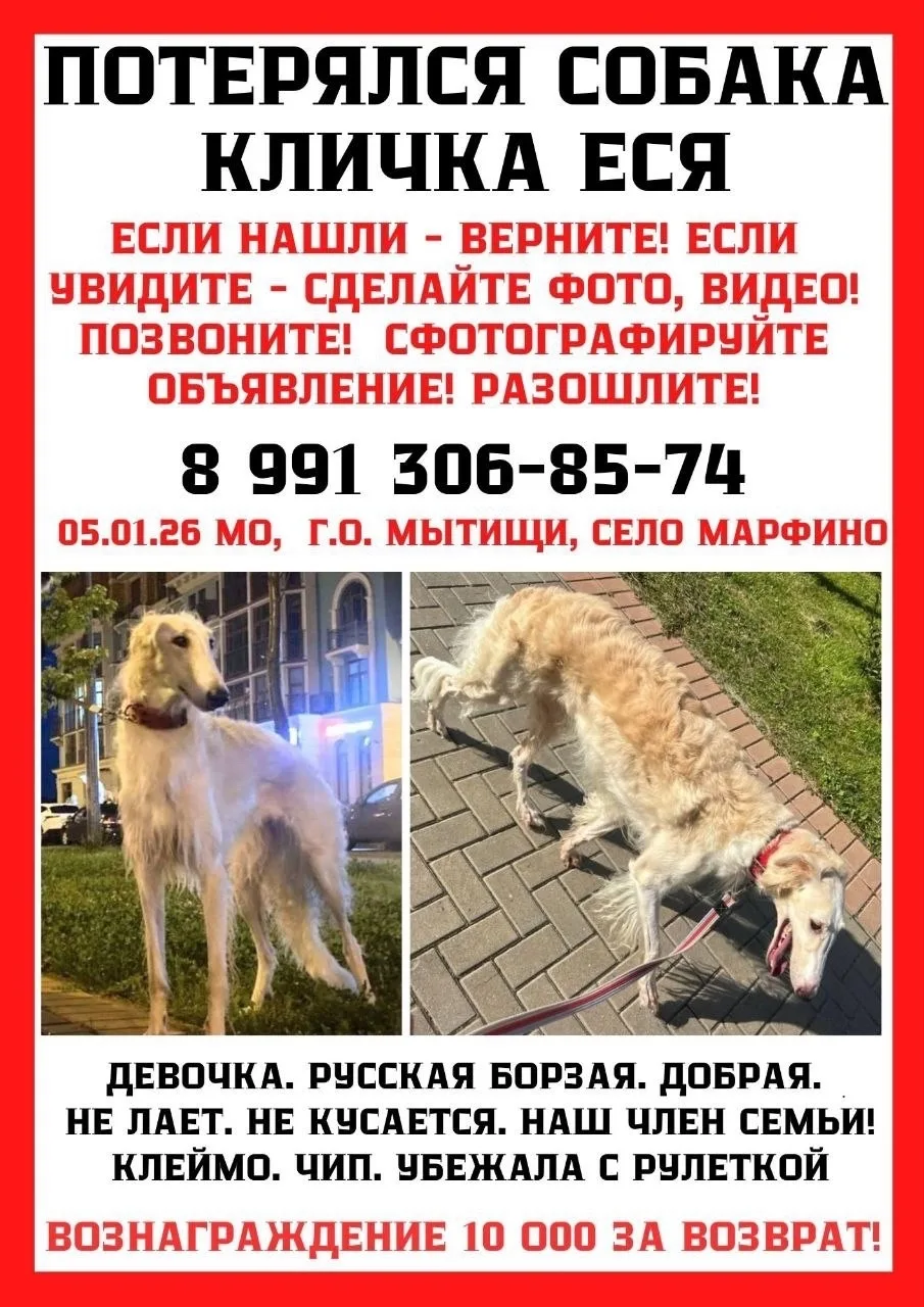 Пропала собака в Лобне — фото питомца