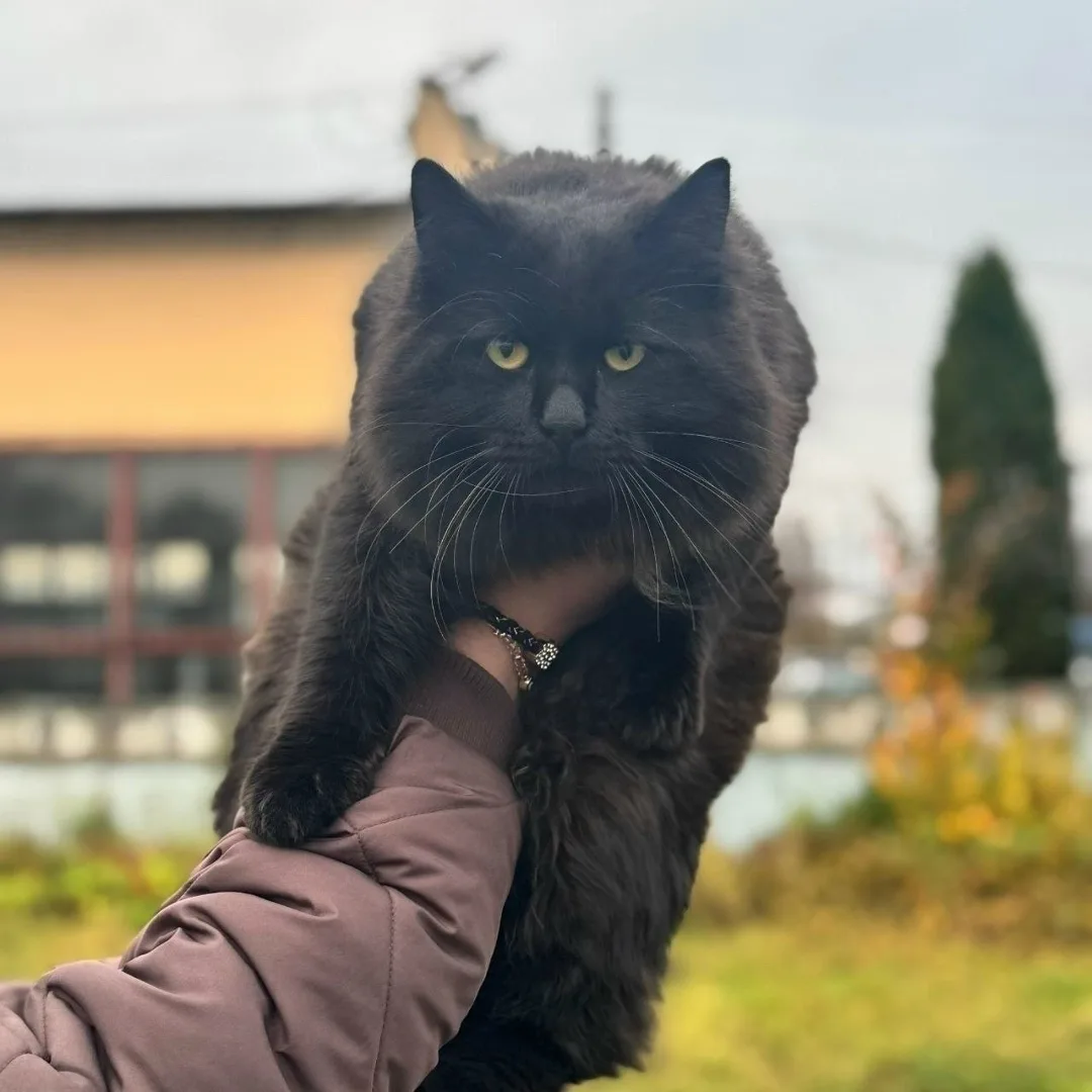 Найдена кошка в Чехове — фото питомца