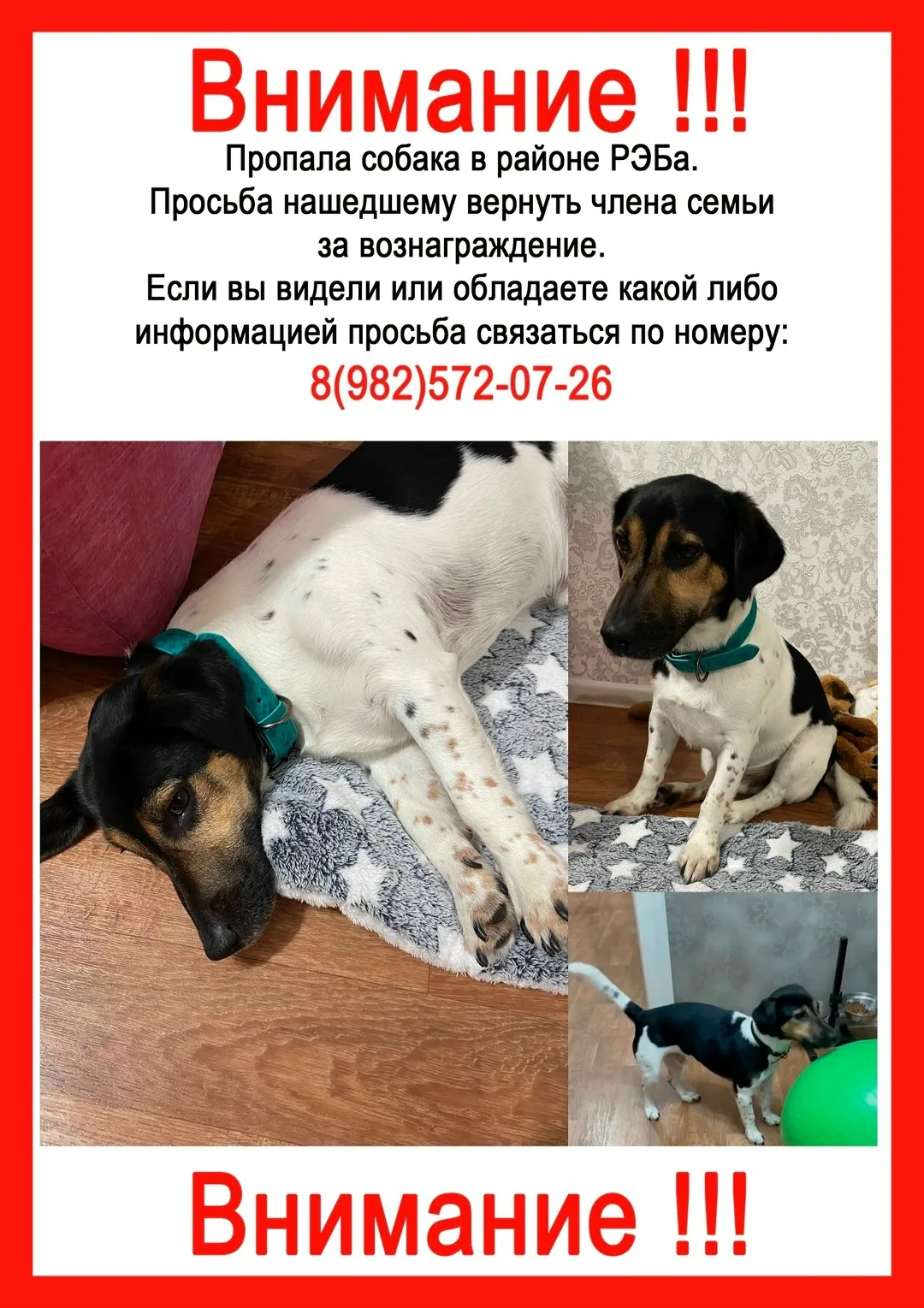 Пропала собака в Сургуте — фото питомца