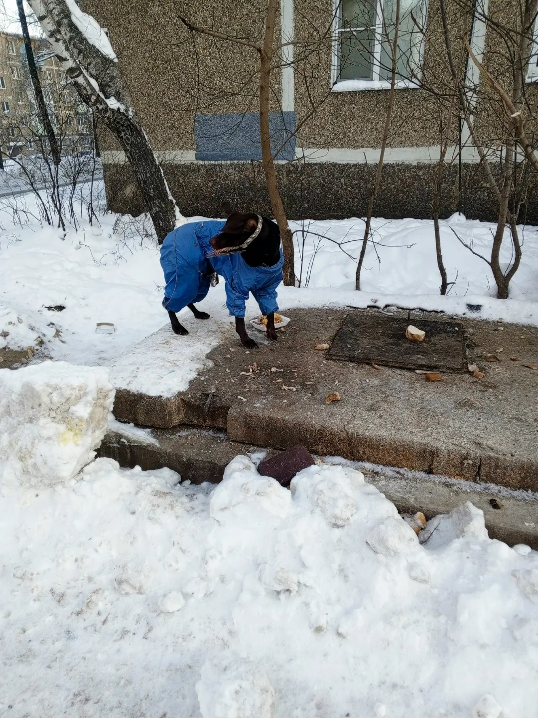 Пропала собака в Егорьевске — фото питомца