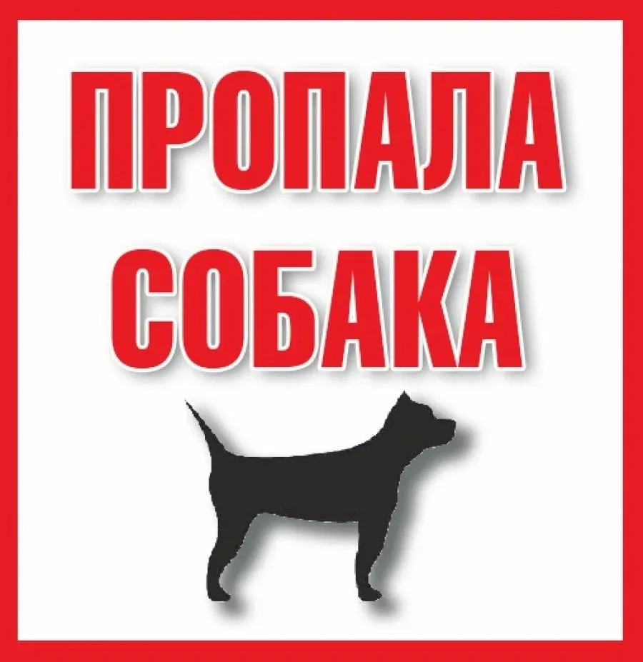 Пропала собака в Ухте — фото питомца