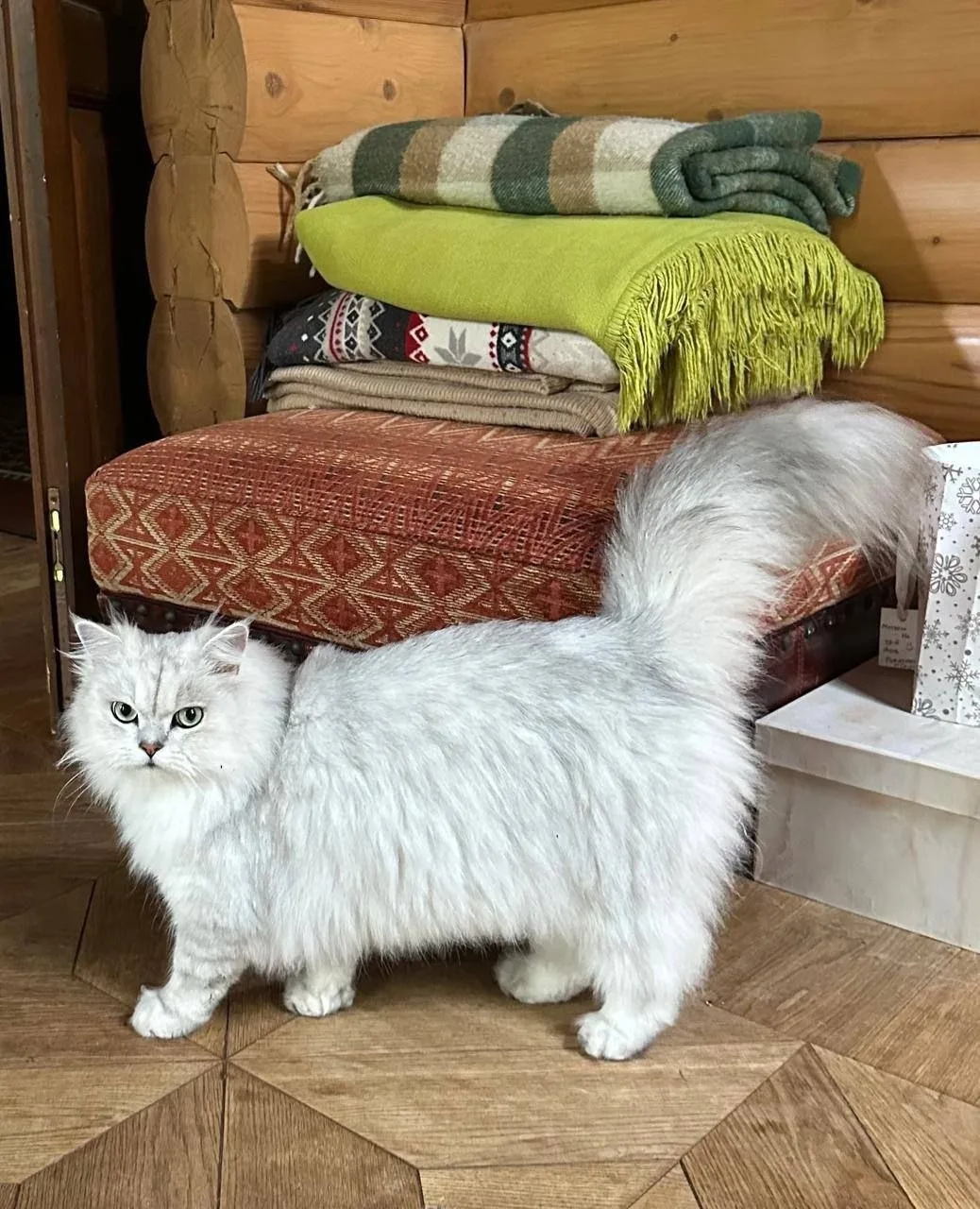 Пропала собака в Солнечногорске — фото питомца