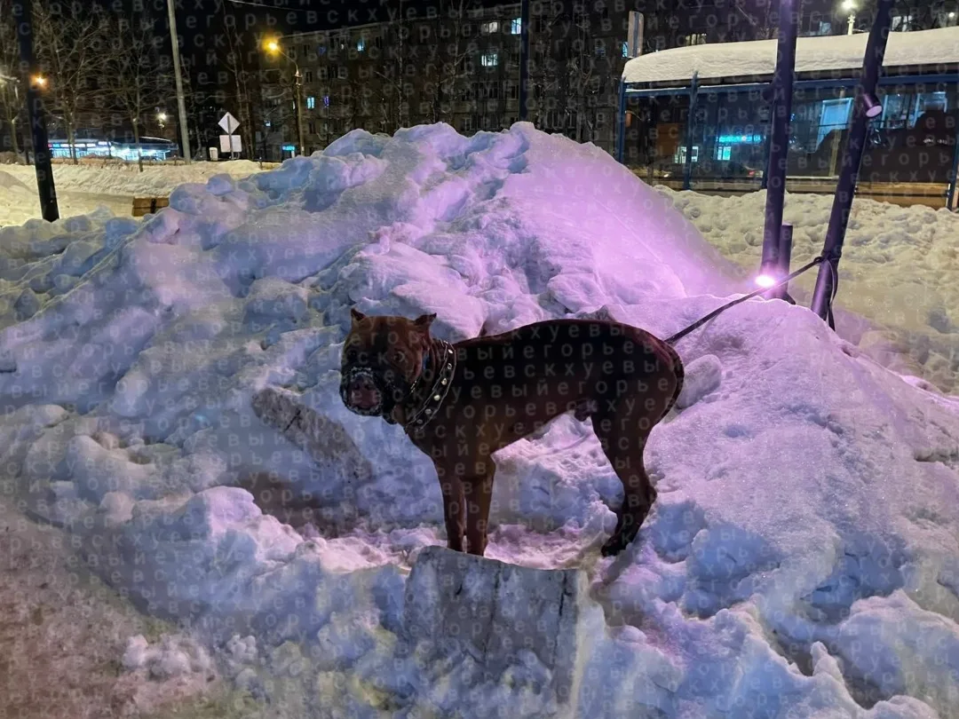 Пропала собака в Егорьевске — фото питомца