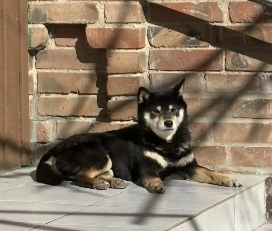 Пропала собака в Ростове-на-Дону — фото питомца