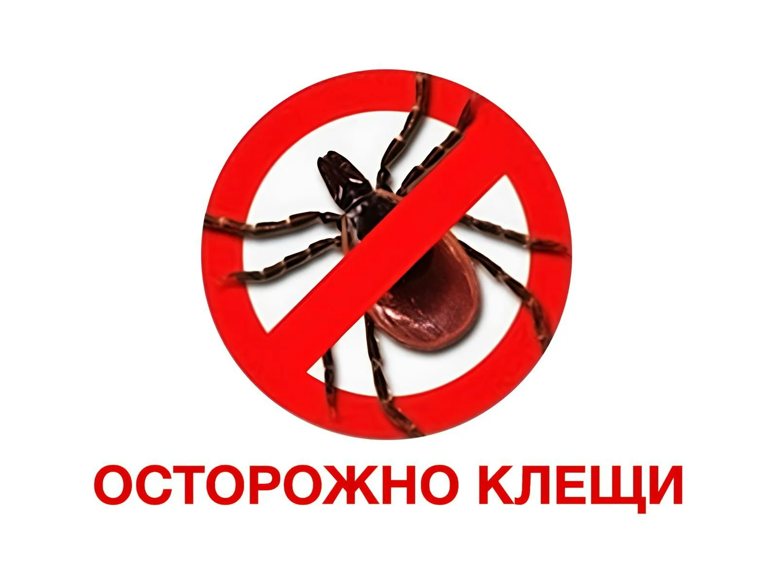 Пропала собака в Воронеже — фото питомца