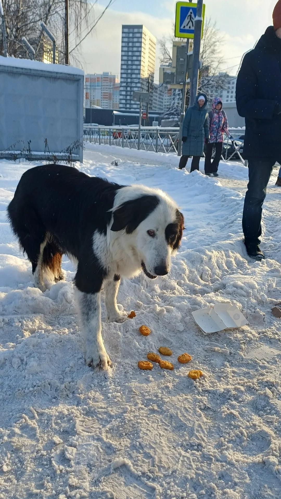 Найдена собака в Мытищах — фото питомца