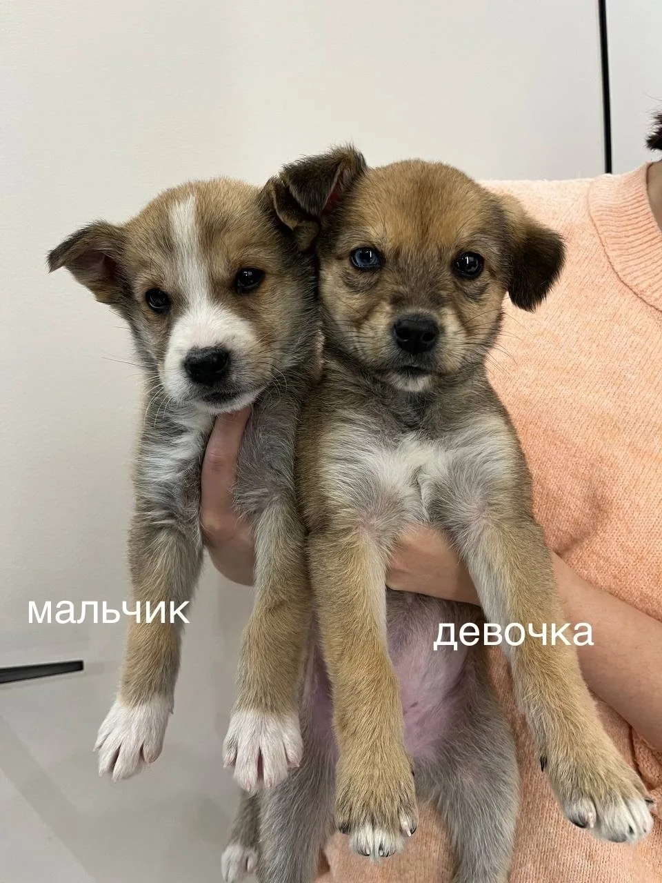 Найдена собака в Воронеже — фото питомца