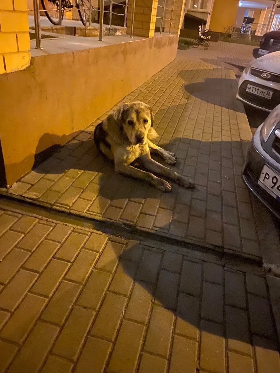 Пропала собака в Воронеже — фото питомца