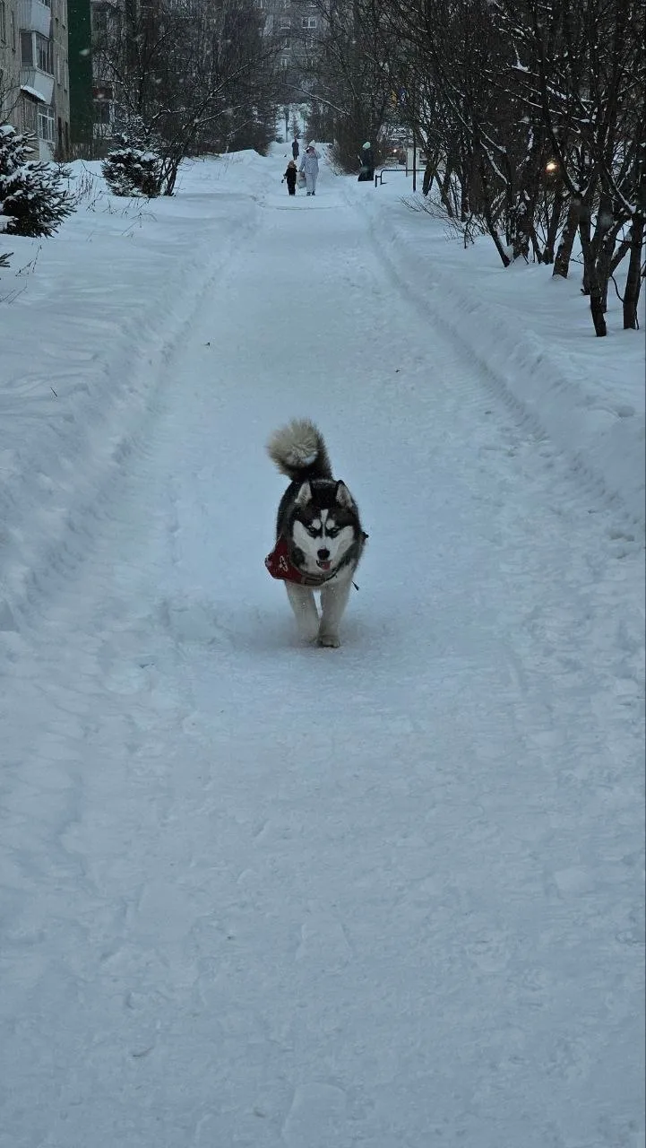 Пропала собака в Златоусте — фото питомца