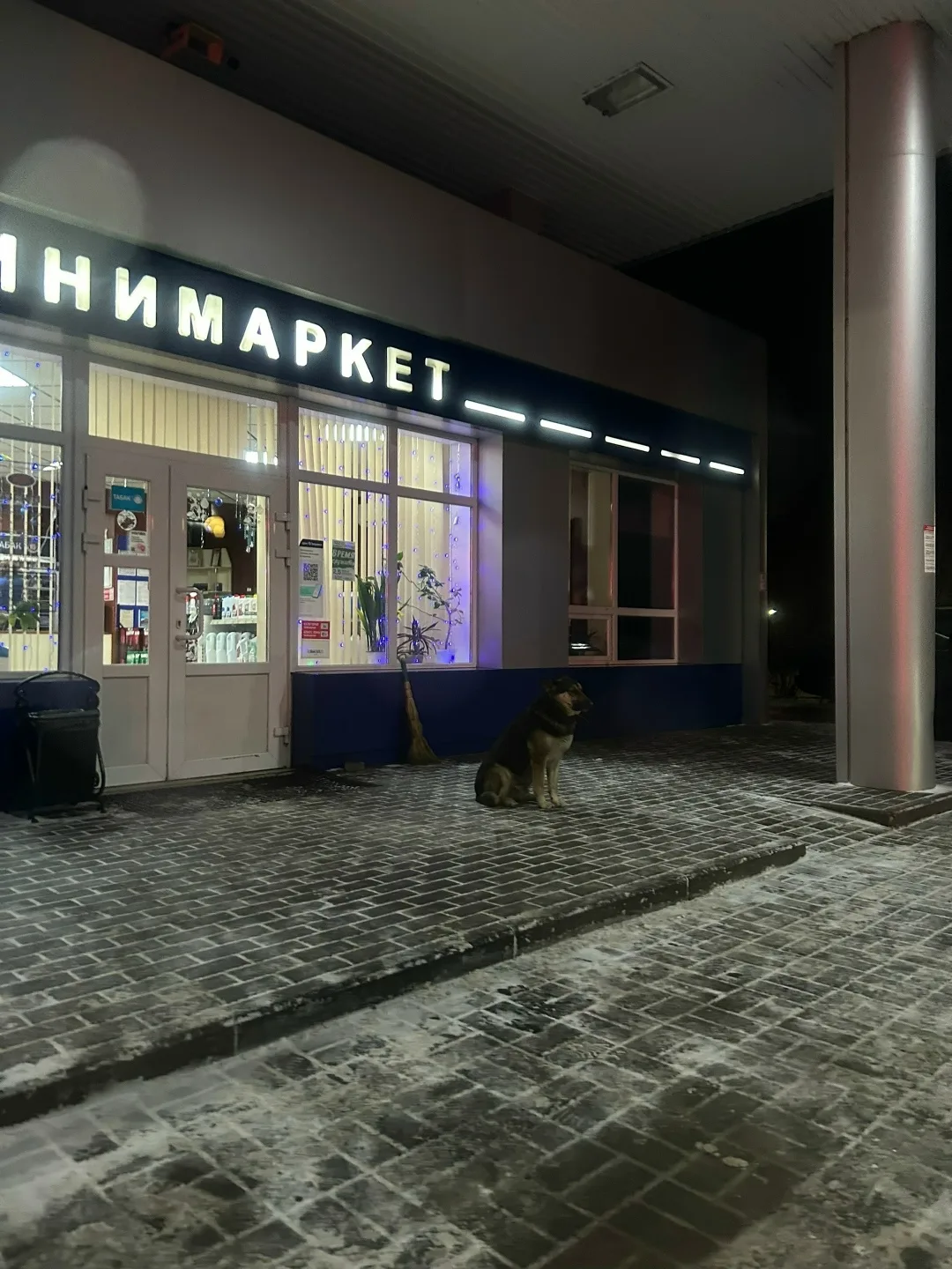 Пропала собака в Воронеже — фото питомца