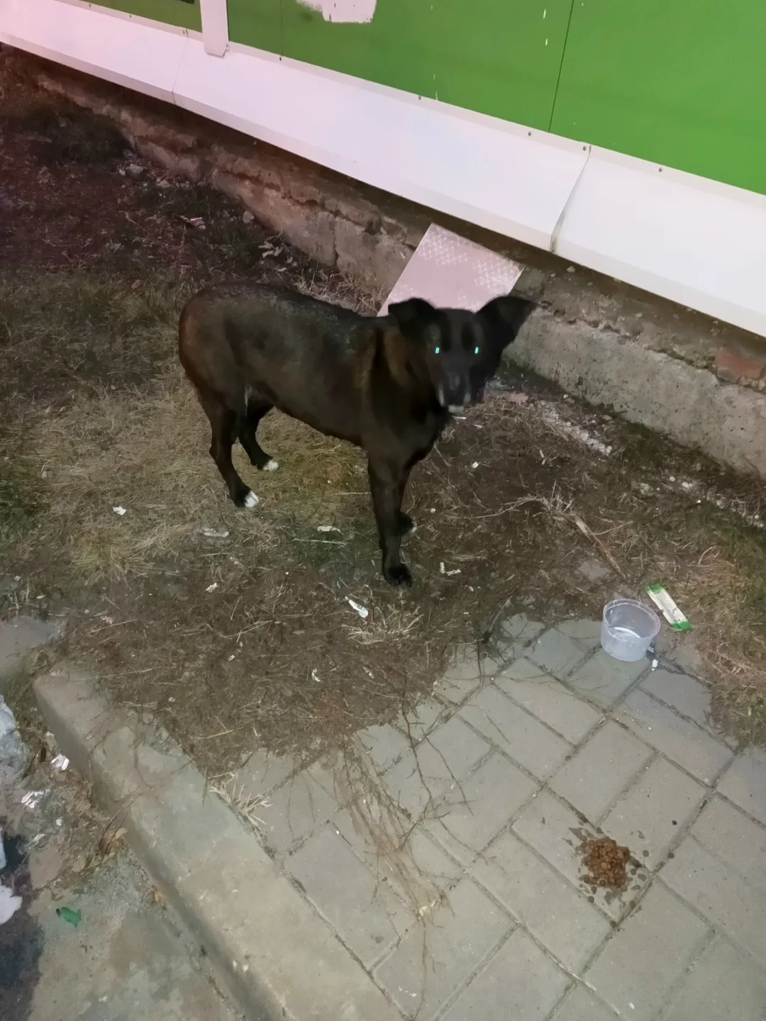 Пропала собака в Воронеже — фото питомца
