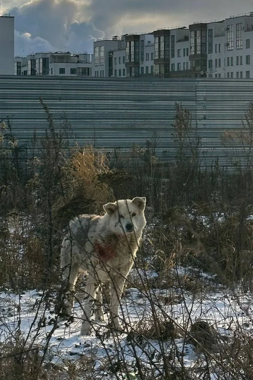Пропала собака в Мытищах — фото питомца