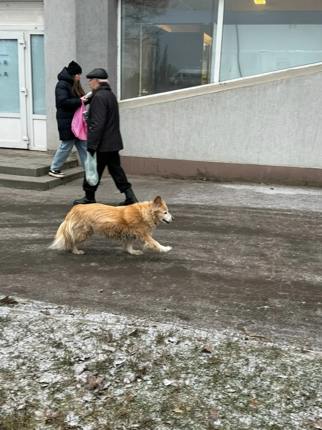 Пропала собака в Воронеже — фото питомца