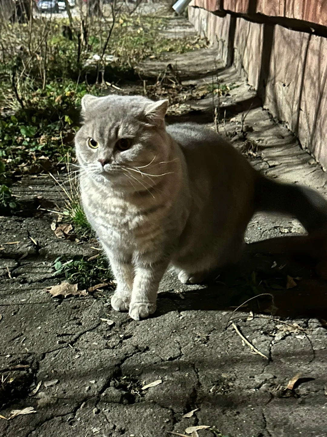 Пропала кошка в Воронеже — фото питомца