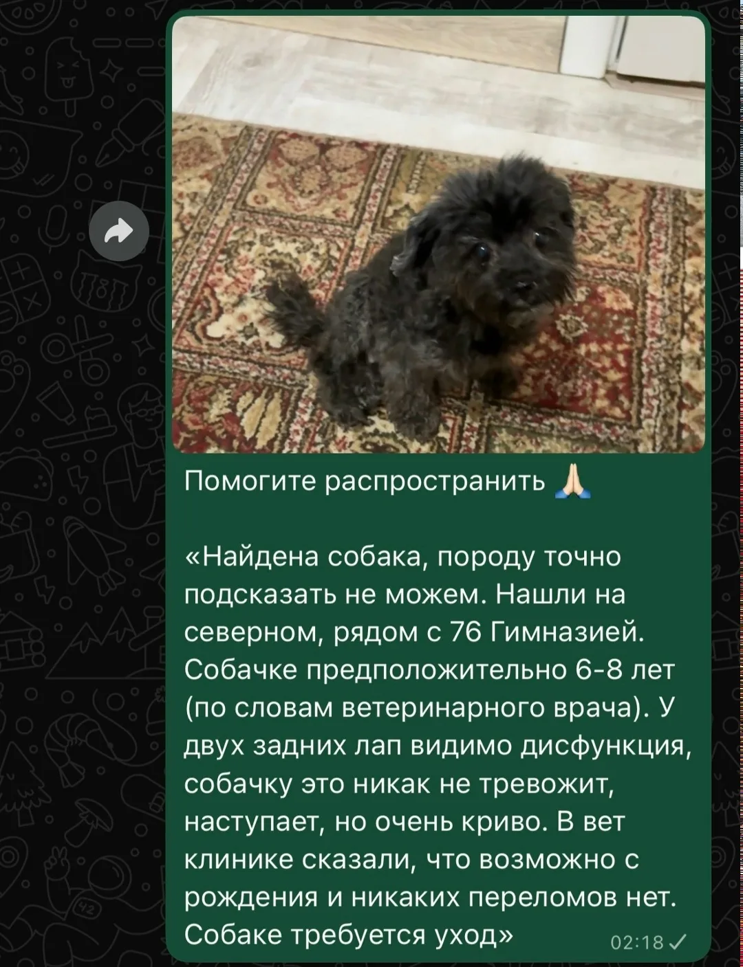 Найдена собака в Ростове-на-Дону — фото питомца