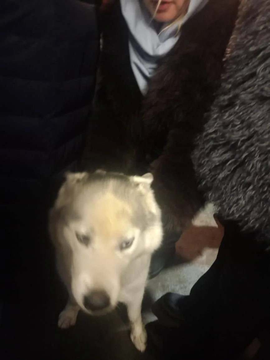 Пропала собака в Мытищах — фото питомца