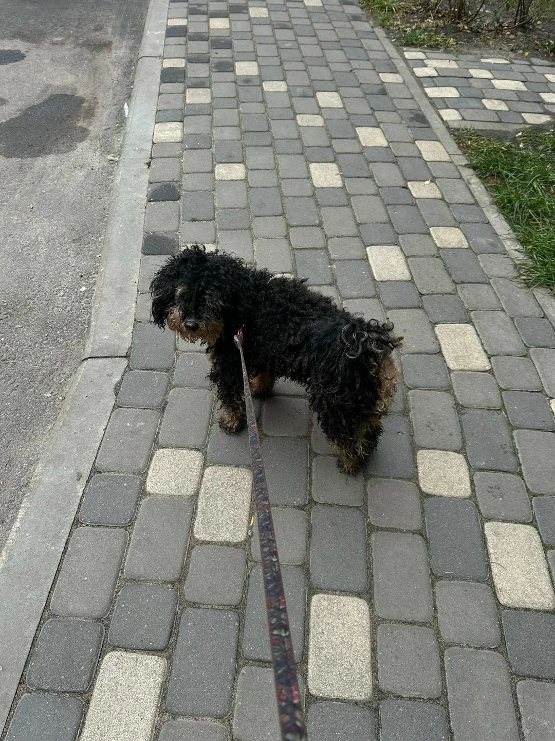 Найдена собака в Воронеже — фото питомца