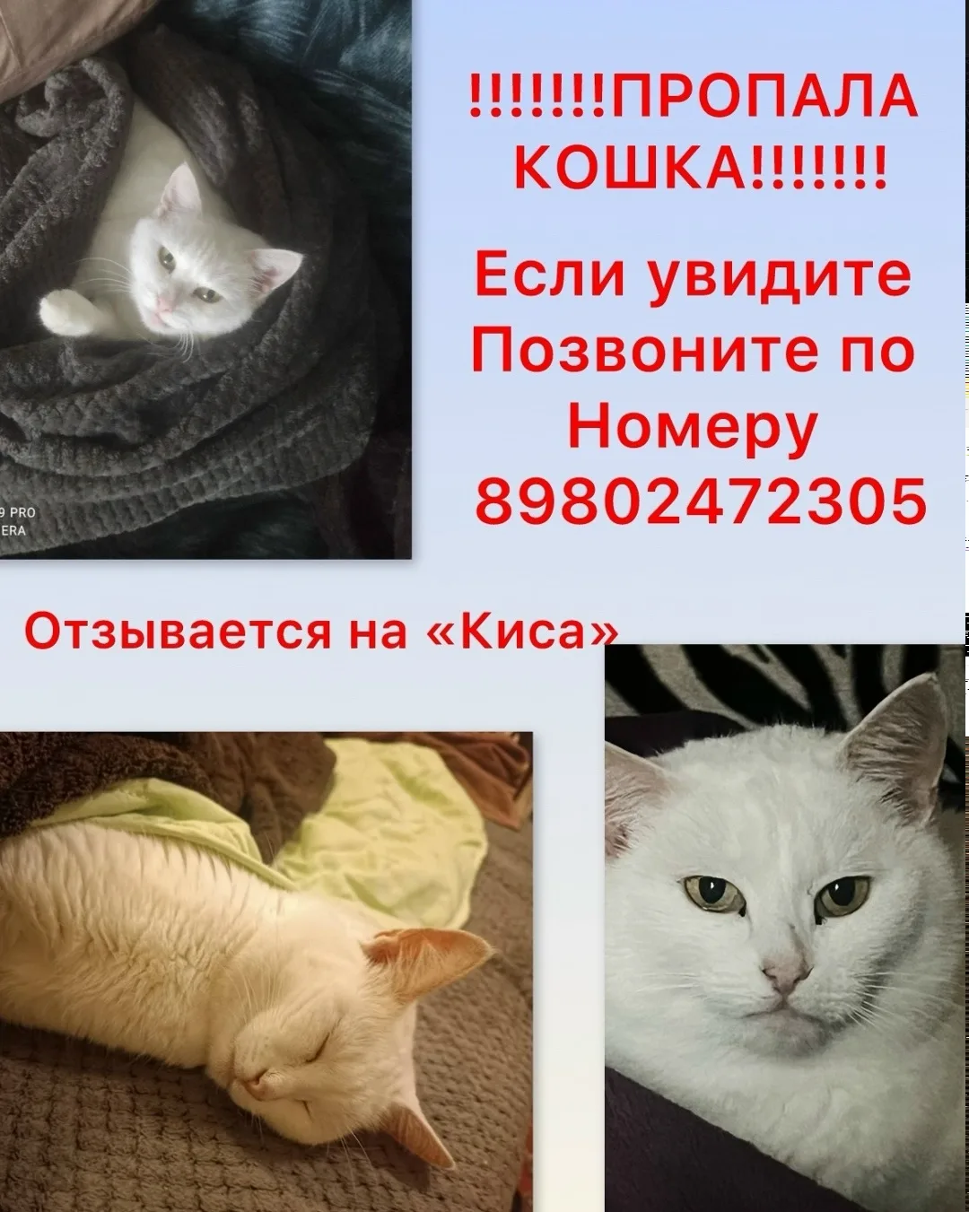 Пропала кошка в Воронеже — фото питомца