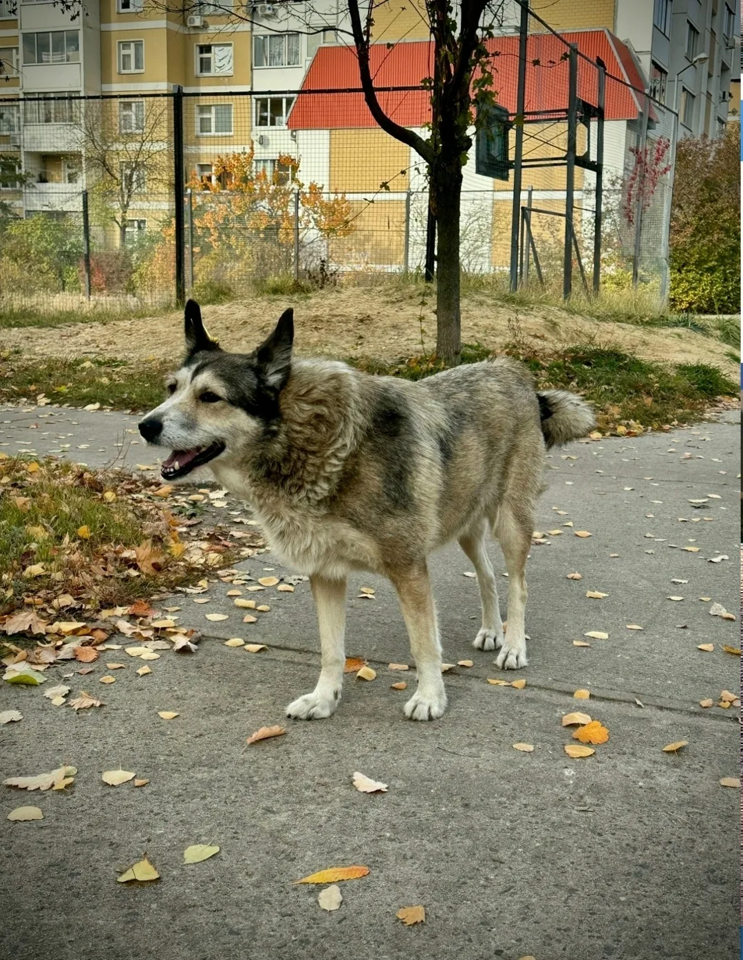 Пропала собака в Воронеже — фото питомца