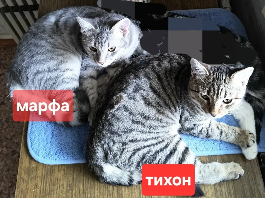 Найдена кошка в Воронеже — фото питомца