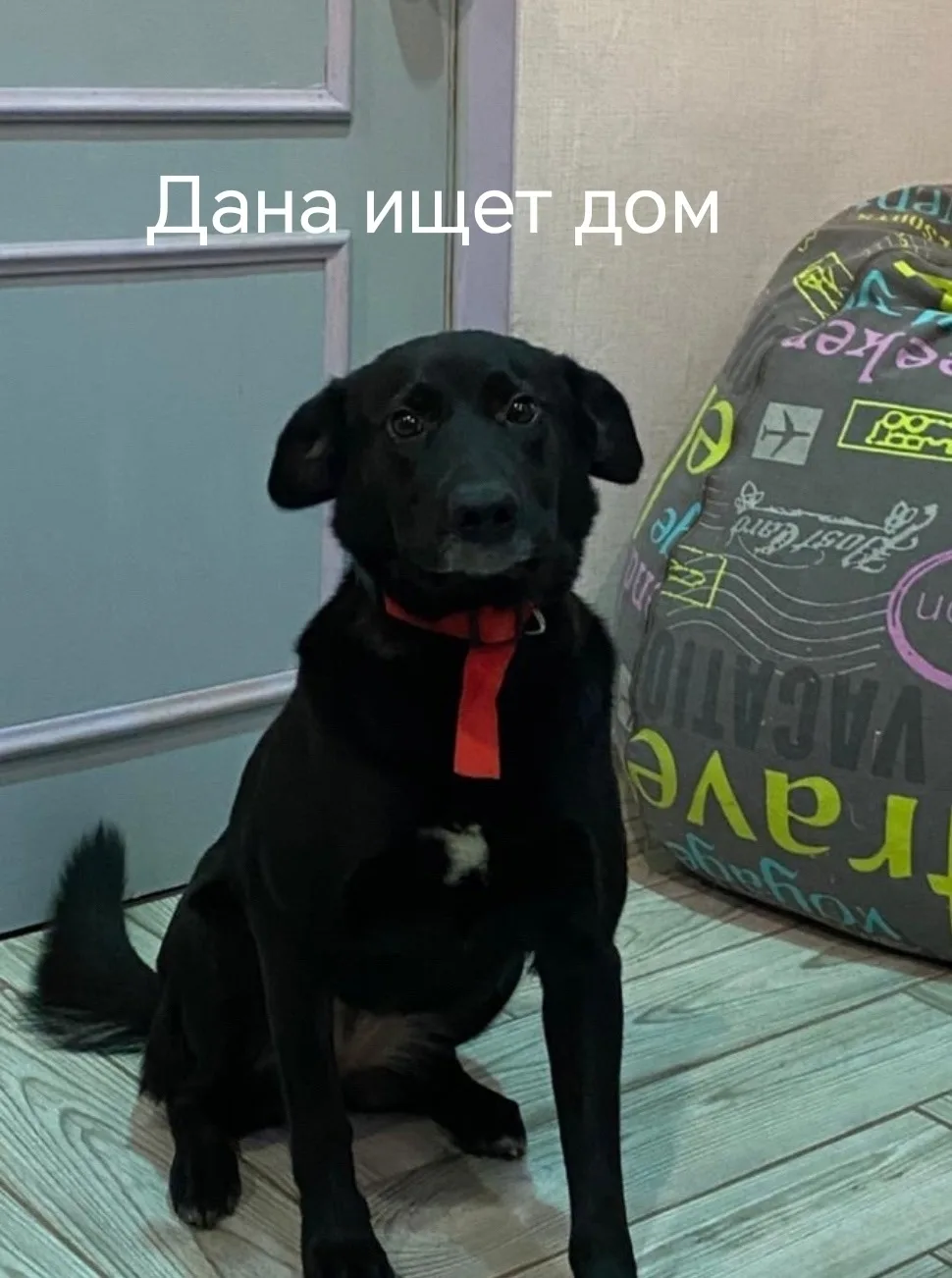 Найдена собака в Воронеже — фото питомца
