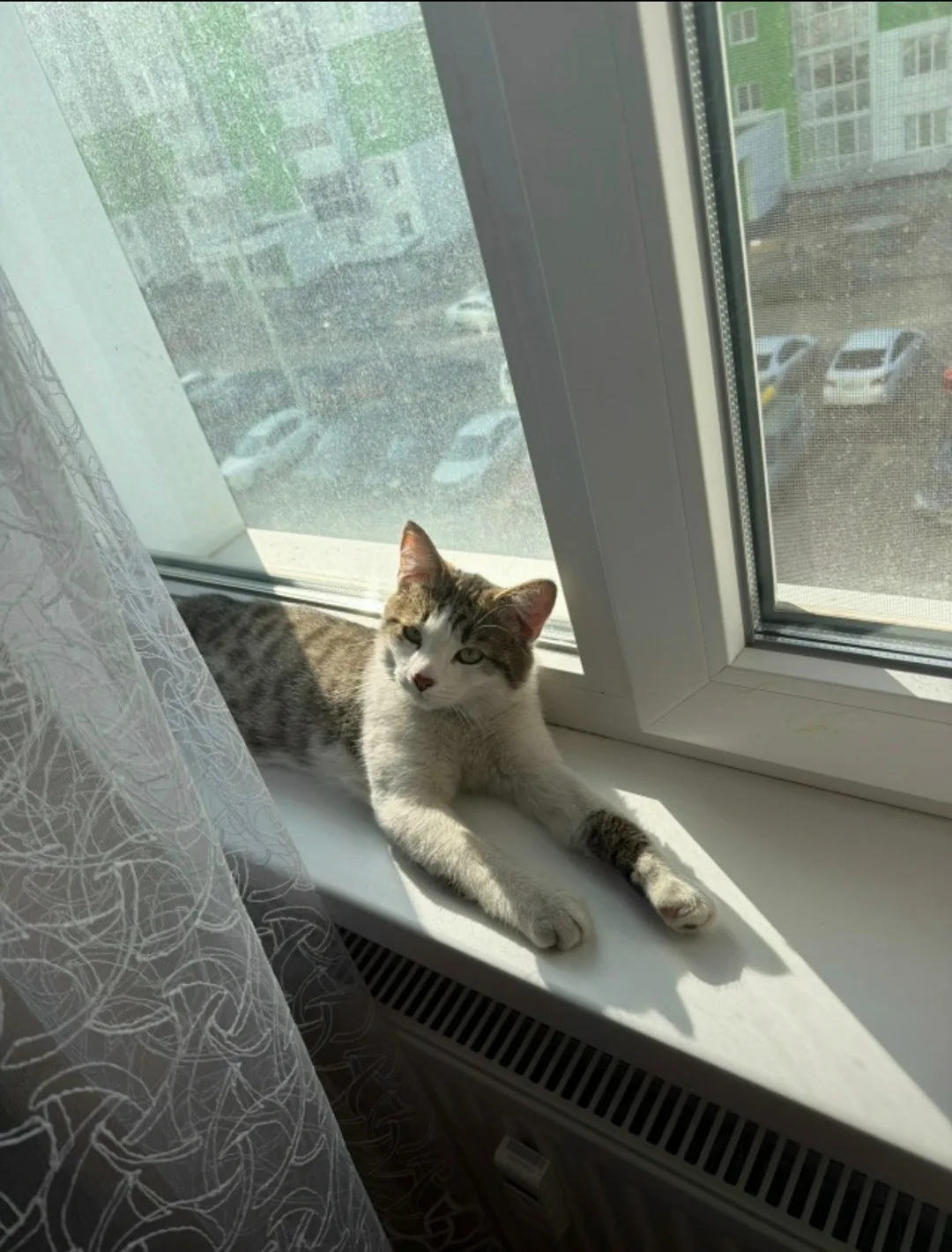 Пропала кошка в Воронеже — фото питомца