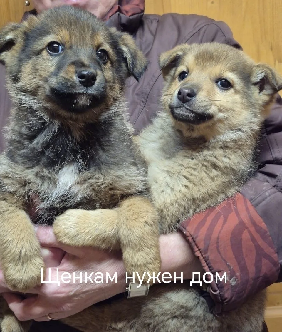 Найдена собака в Воронеже — фото питомца