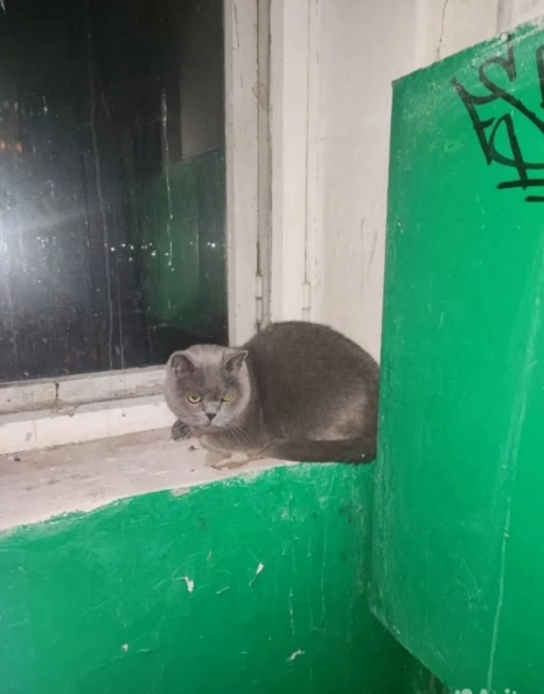 Найдена кошка в Воронеже — фото питомца