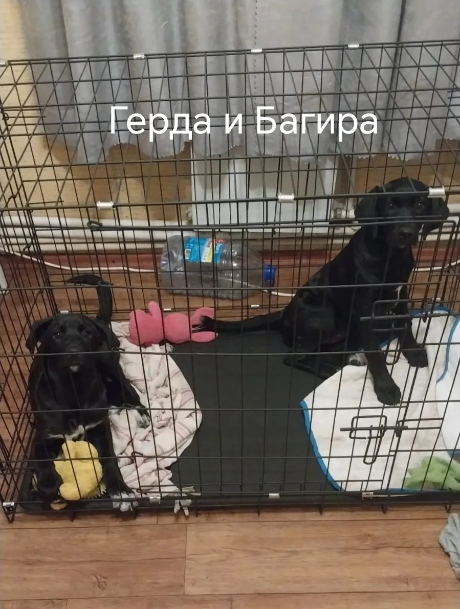 Найдена собака в Воронеже — фото питомца