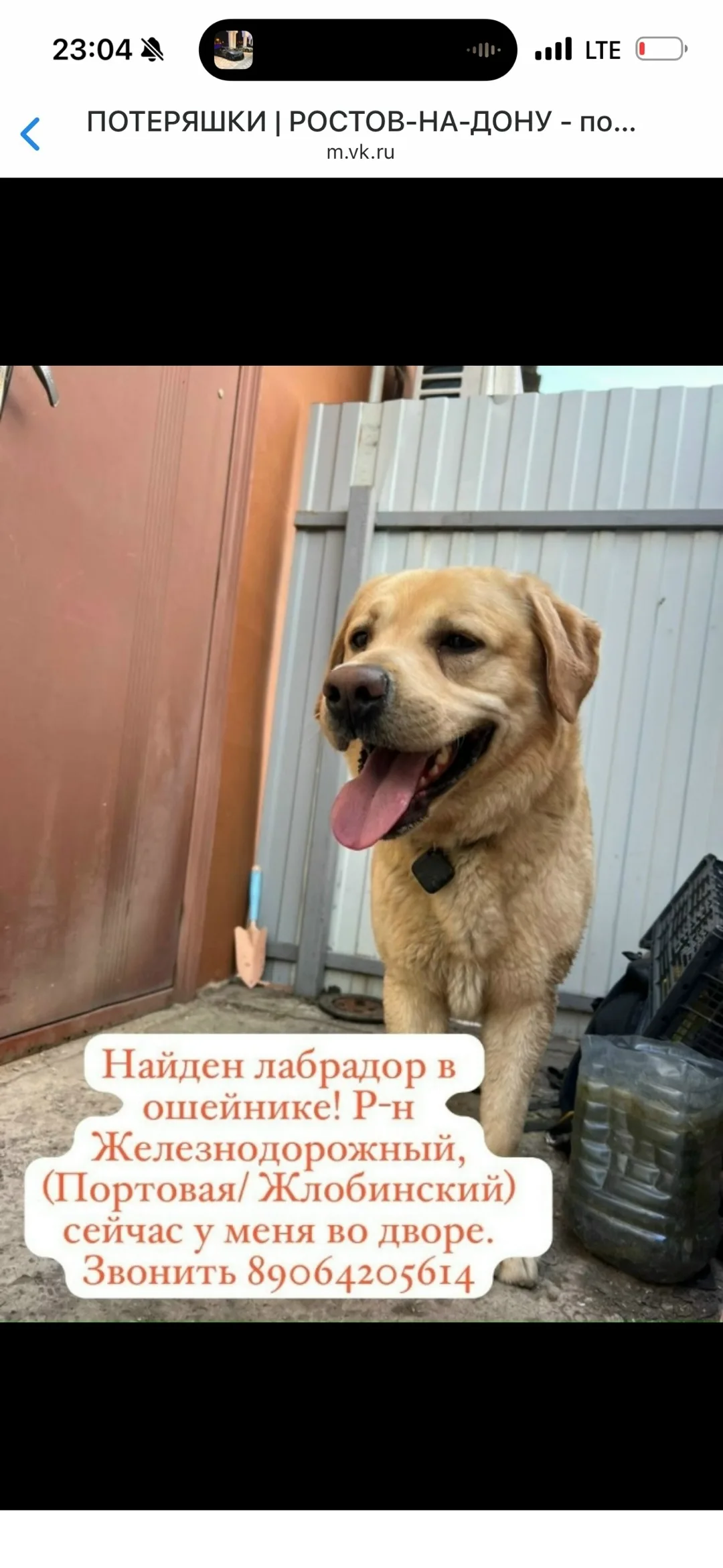 Найдена собака в Ростове-на-Дону — фото питомца