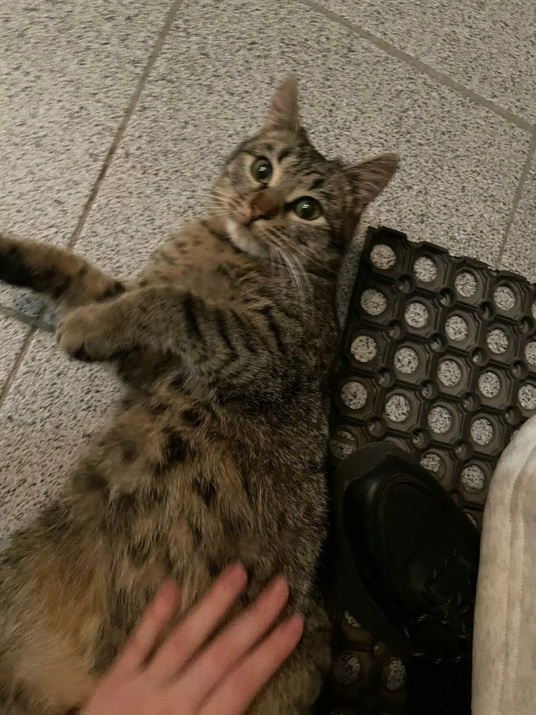 Найдена кошка в Воронеже — фото питомца