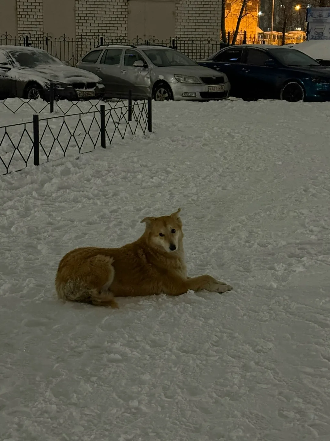 Пропала собака в Воронеже — фото питомца