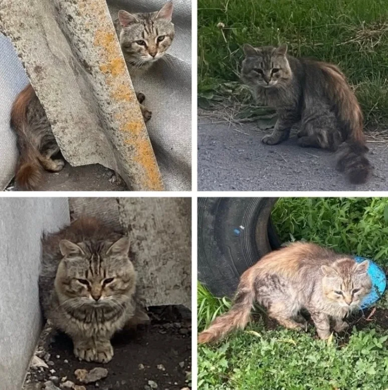 Пропала кошка в Воронеже — фото питомца