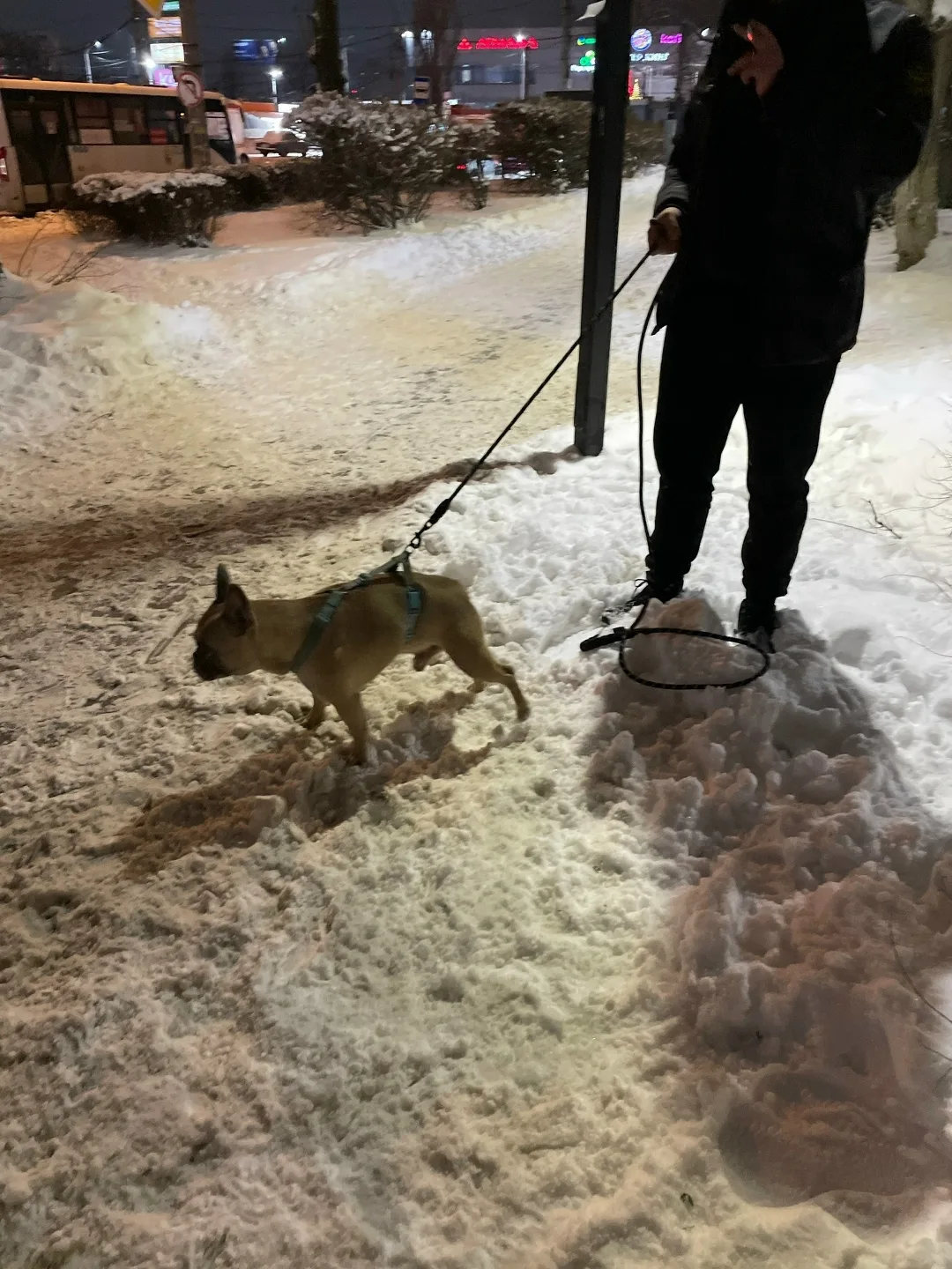 Найдена собака в Воронеже — фото питомца