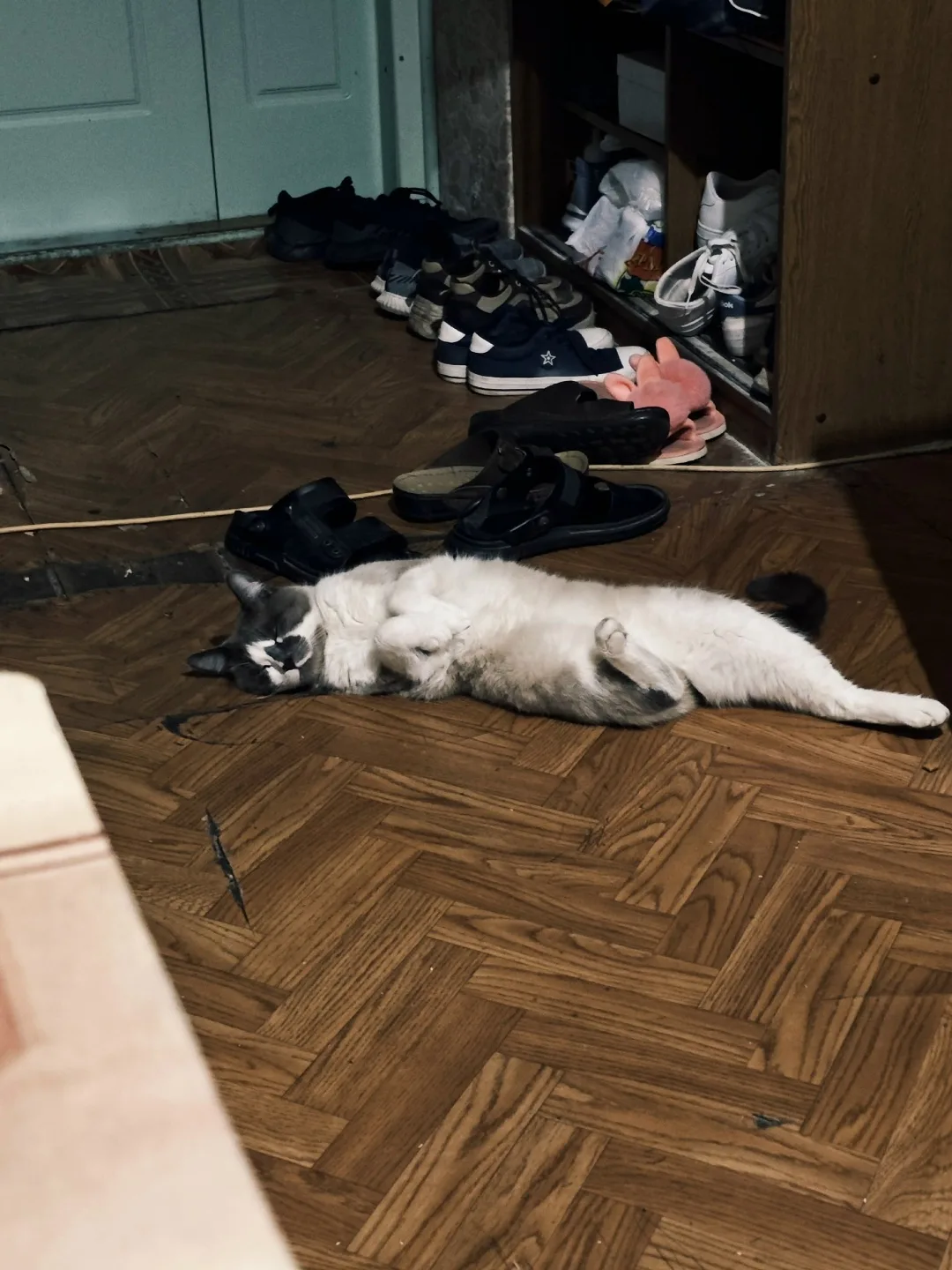 Пропала кошка в Ростове-на-Дону — фото питомца