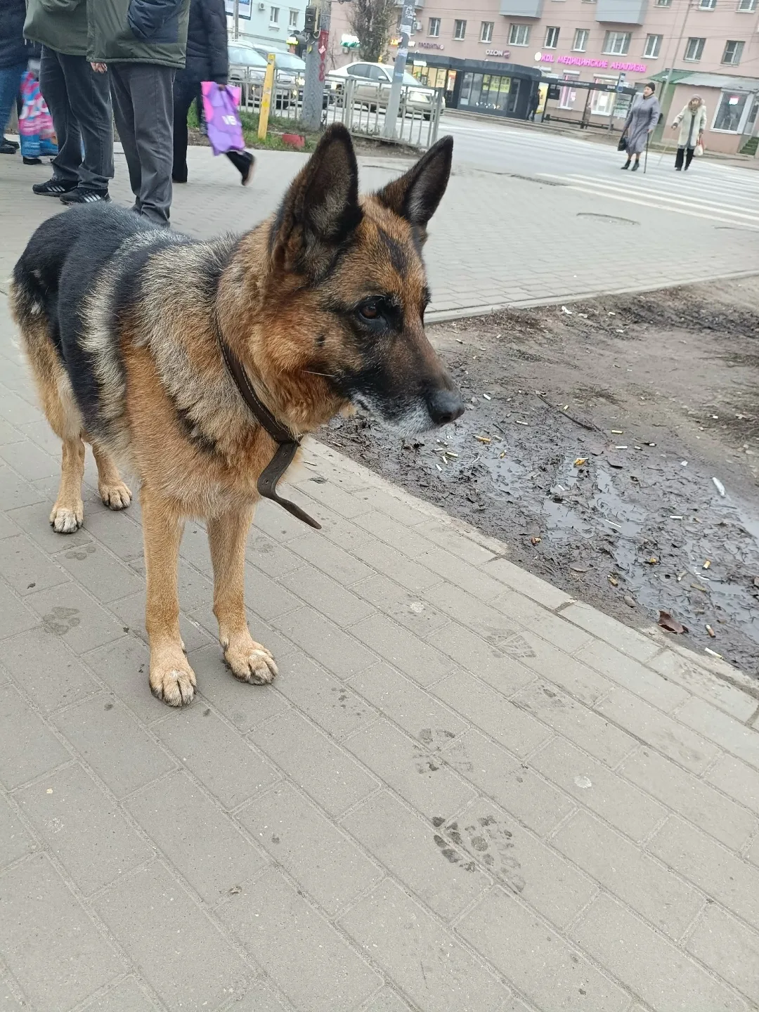 Пропала собака в Воронеже — фото питомца